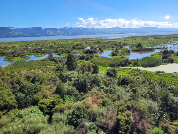 Wairio wetland